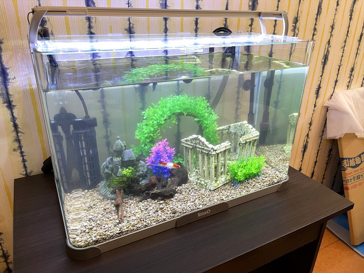 ADA 60cm水槽一式 手渡し限定(埼玉県川口駅周辺 - 魚用品/水草