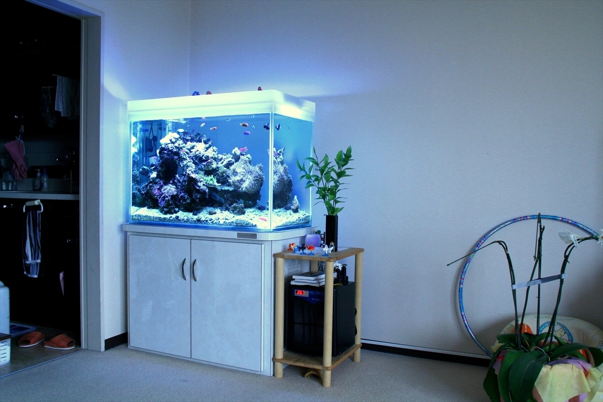 個人宅の海水魚水槽