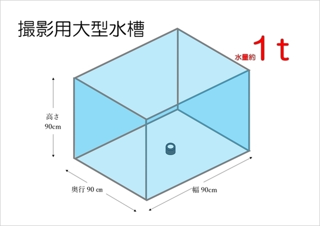 人が入れる水槽　レンタル