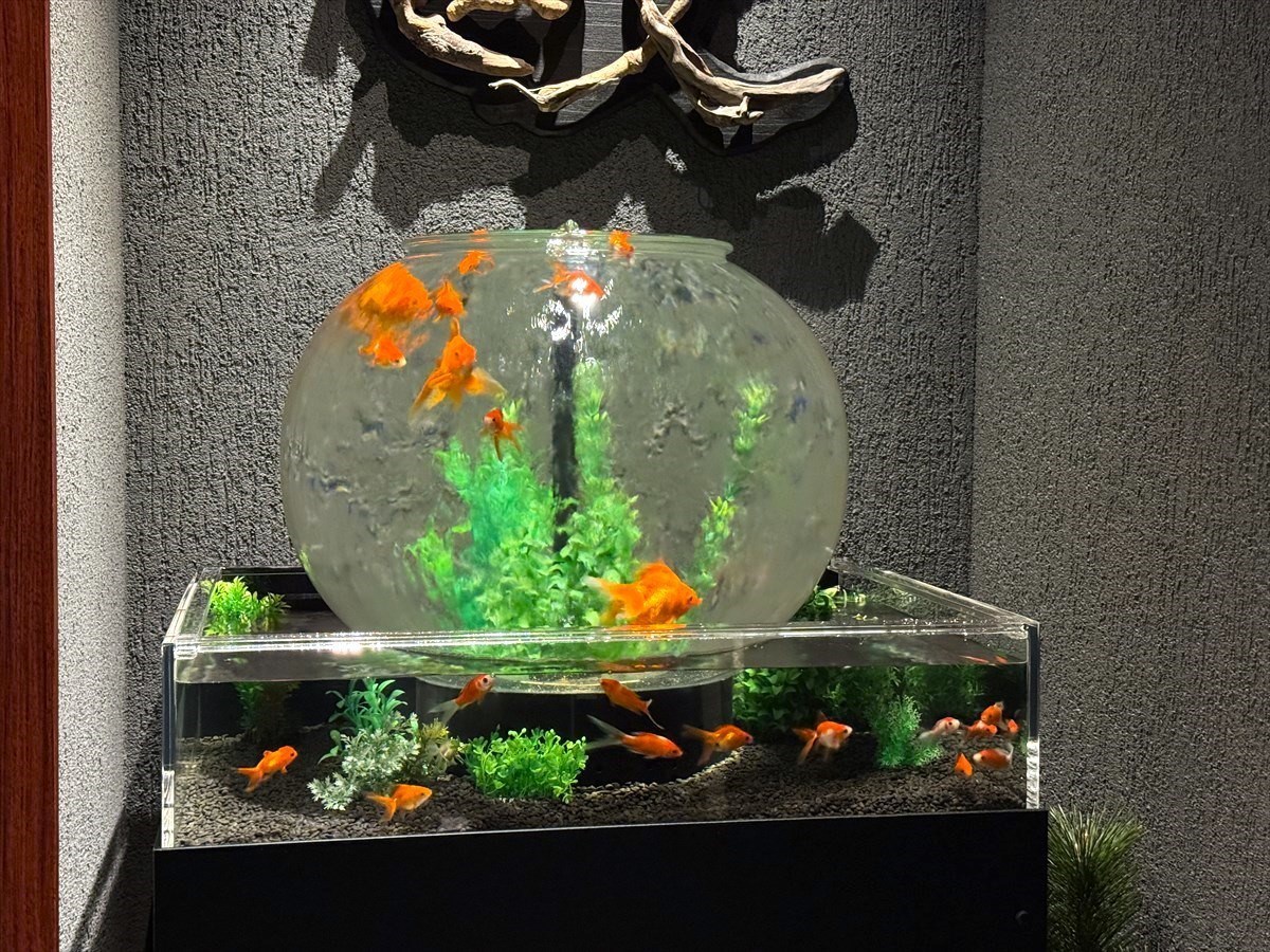 水槽レンタルサービス