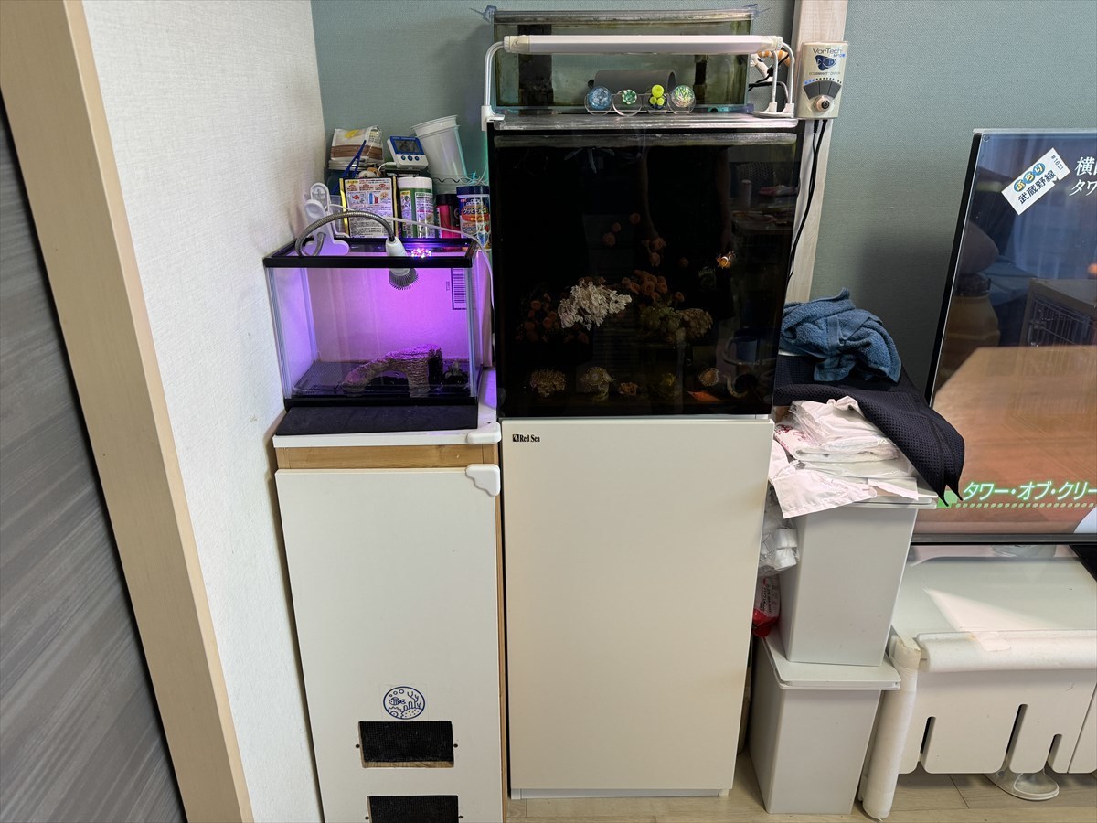 レッドシーリーファー
