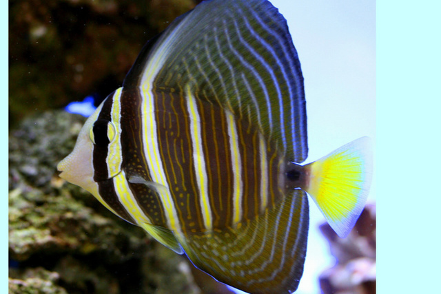 選べる魚カタログ 水槽レンタルサービス