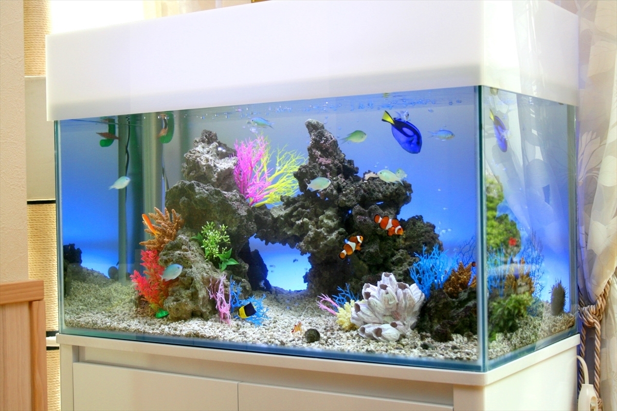 埼玉県春日部市の個人邸が海水魚水槽を導入｜水槽レンタルサービス