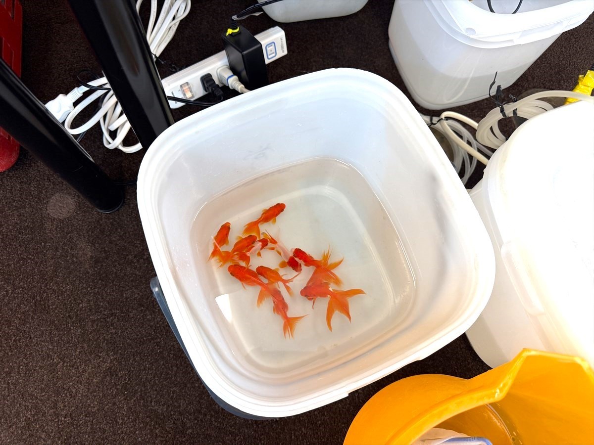 金魚　撮影