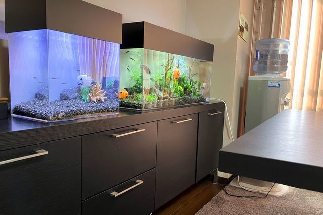 個人宅への熱帯魚水槽導入例｜アクア総合企画MUKASA