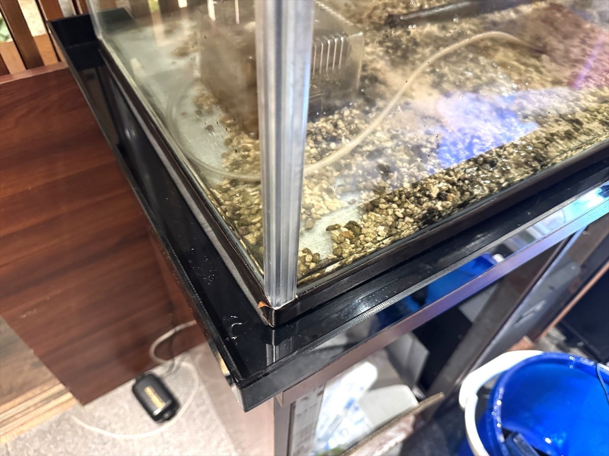 活魚水槽　掃除業者
