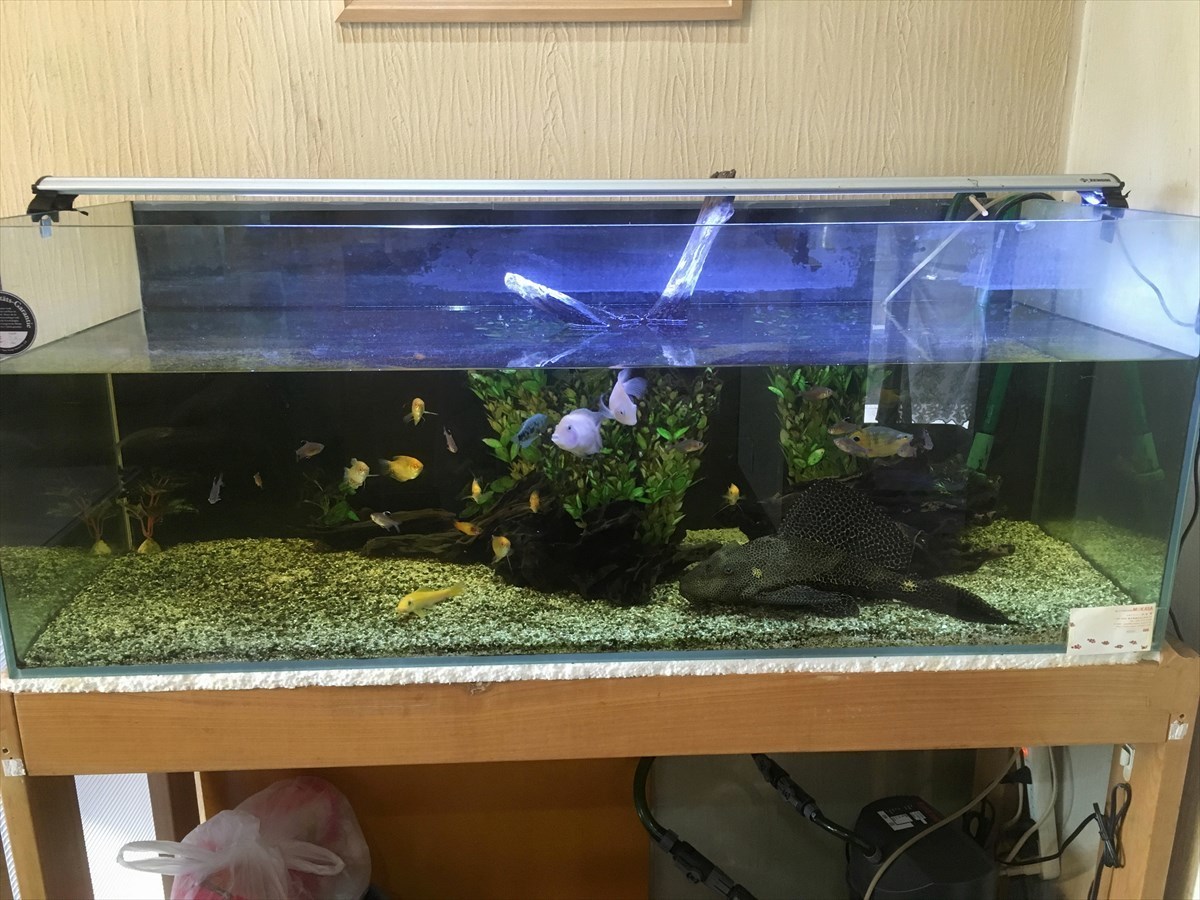 熱帯魚水槽　掃除前