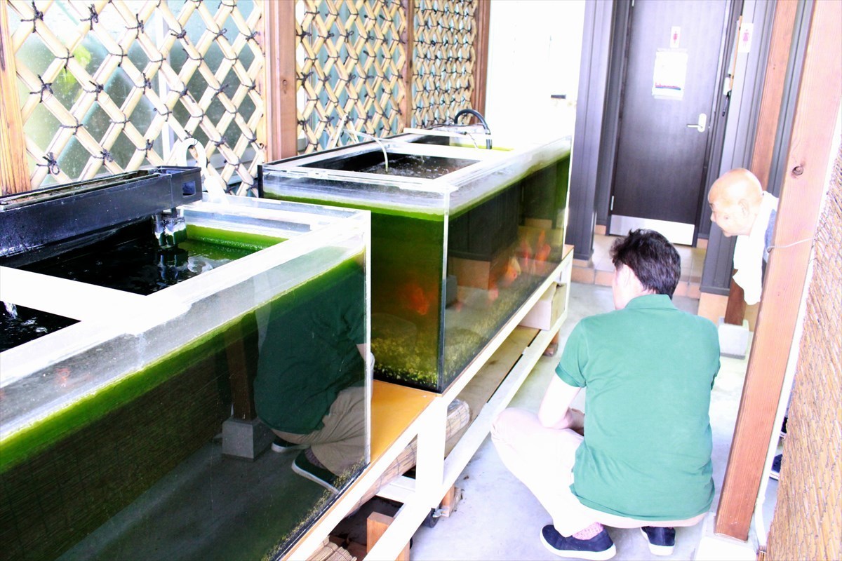 金魚水槽