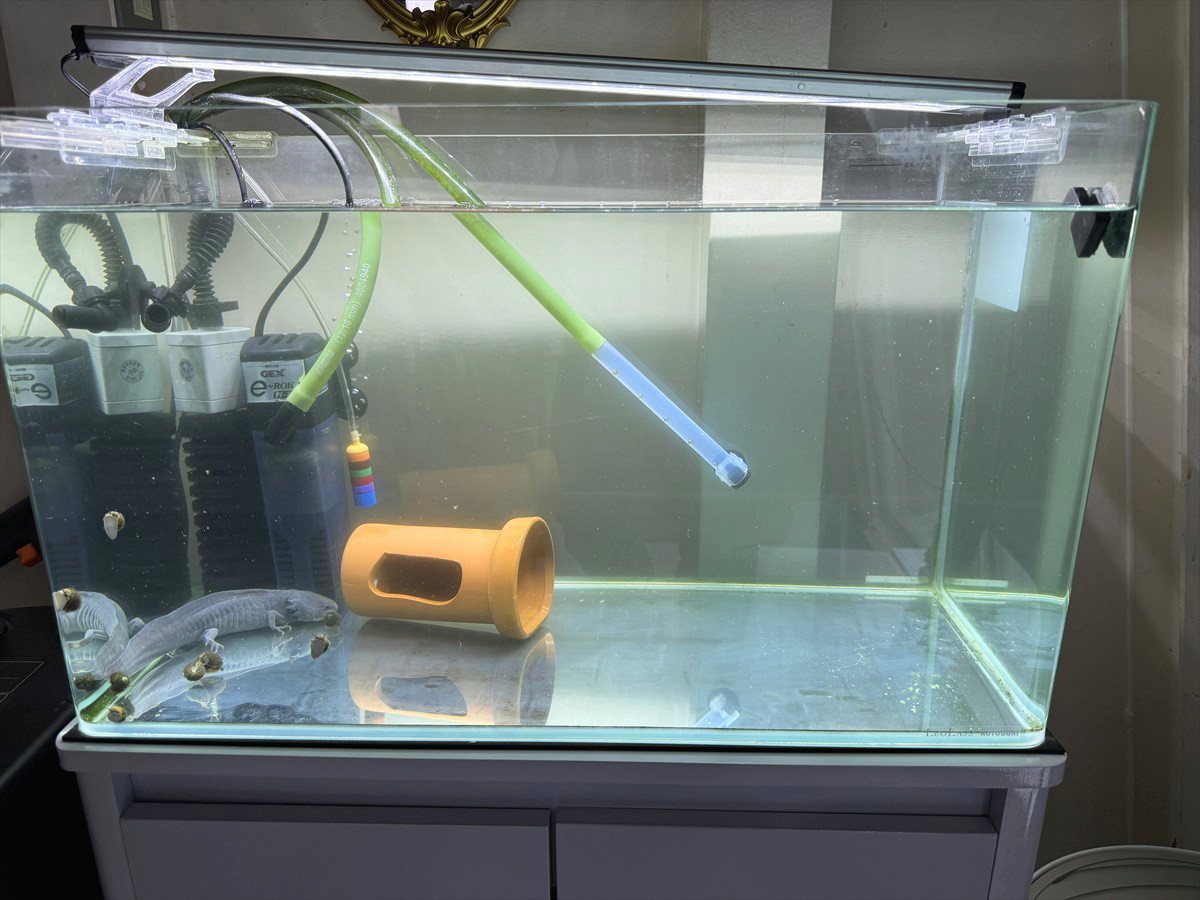 ウーパールーパー水槽