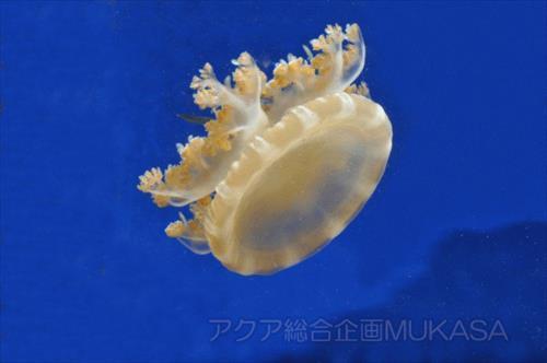 サカサクラゲ