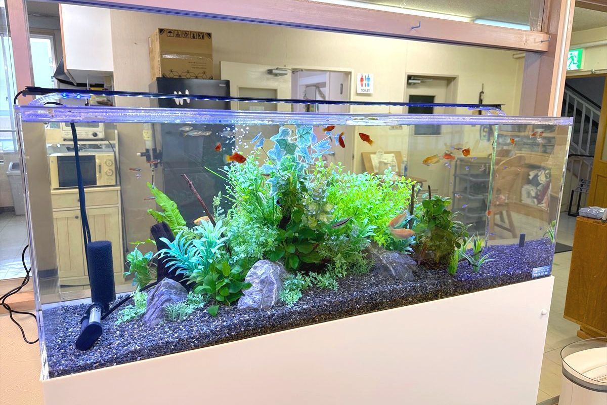 レンタル水槽　熱帯魚
