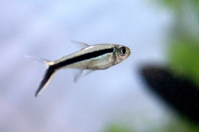 選べる魚カタログ 水槽レンタルサービス