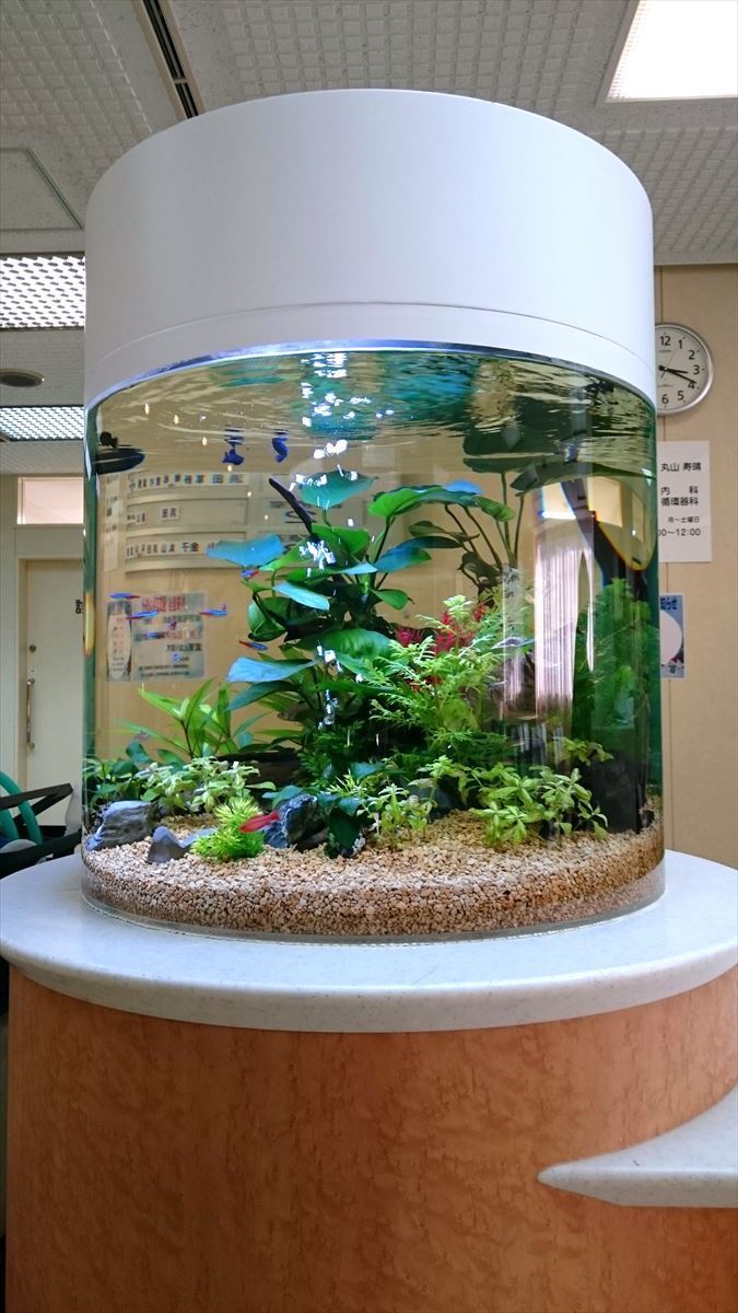 円柱熱帯魚水槽　レンタル
