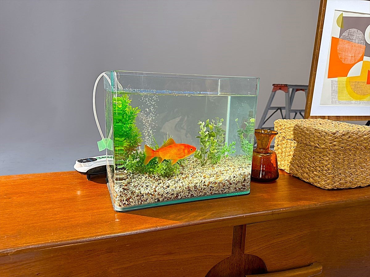 金魚　レンタル