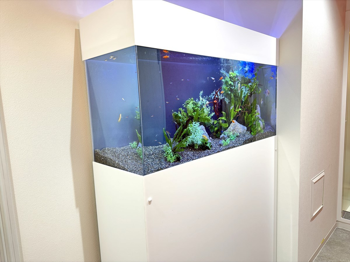 熱帯魚水槽　レンタル