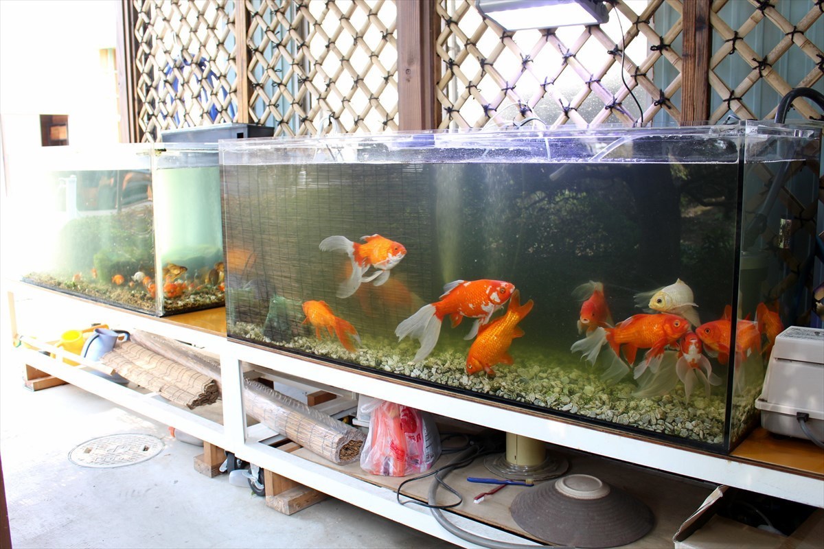 金魚の水槽に最適なサイズはどれくらい？
