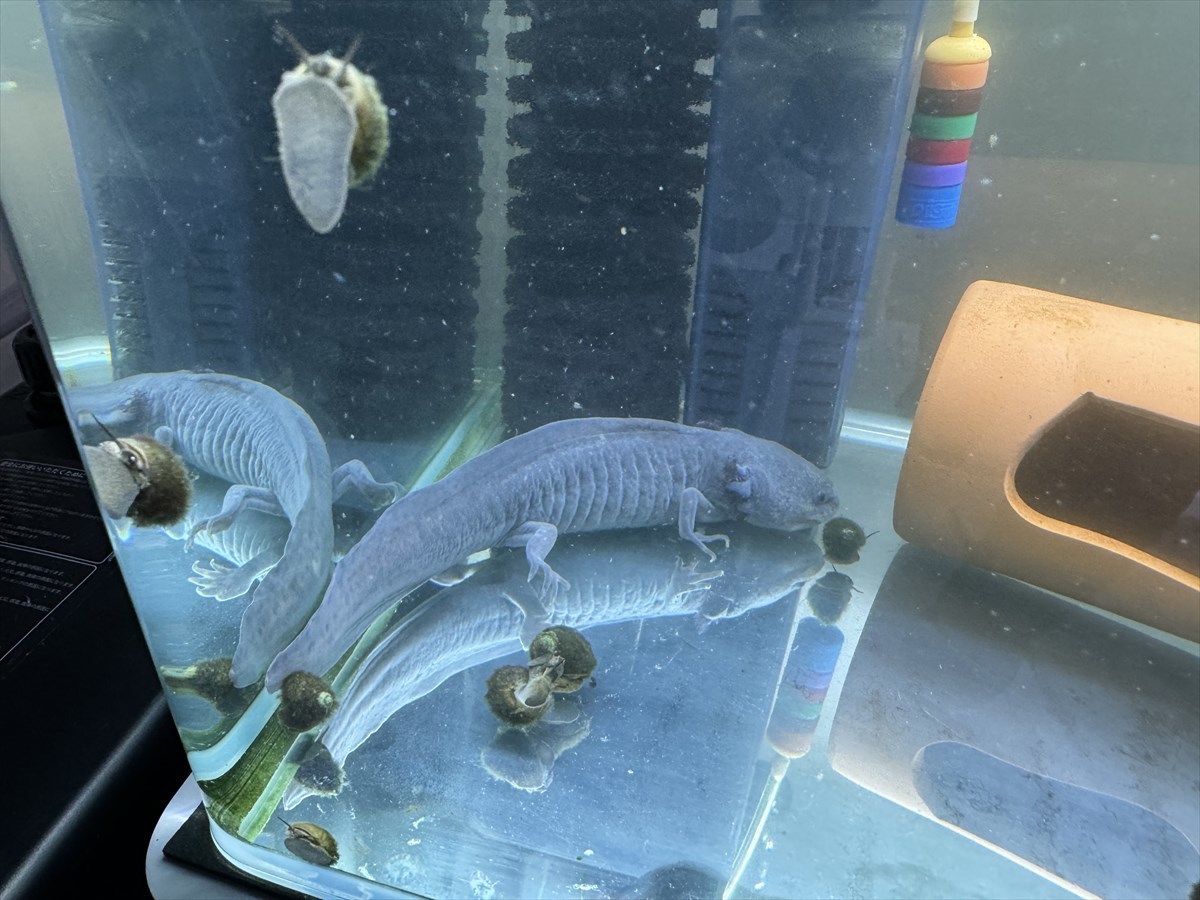 ウーパールーパー