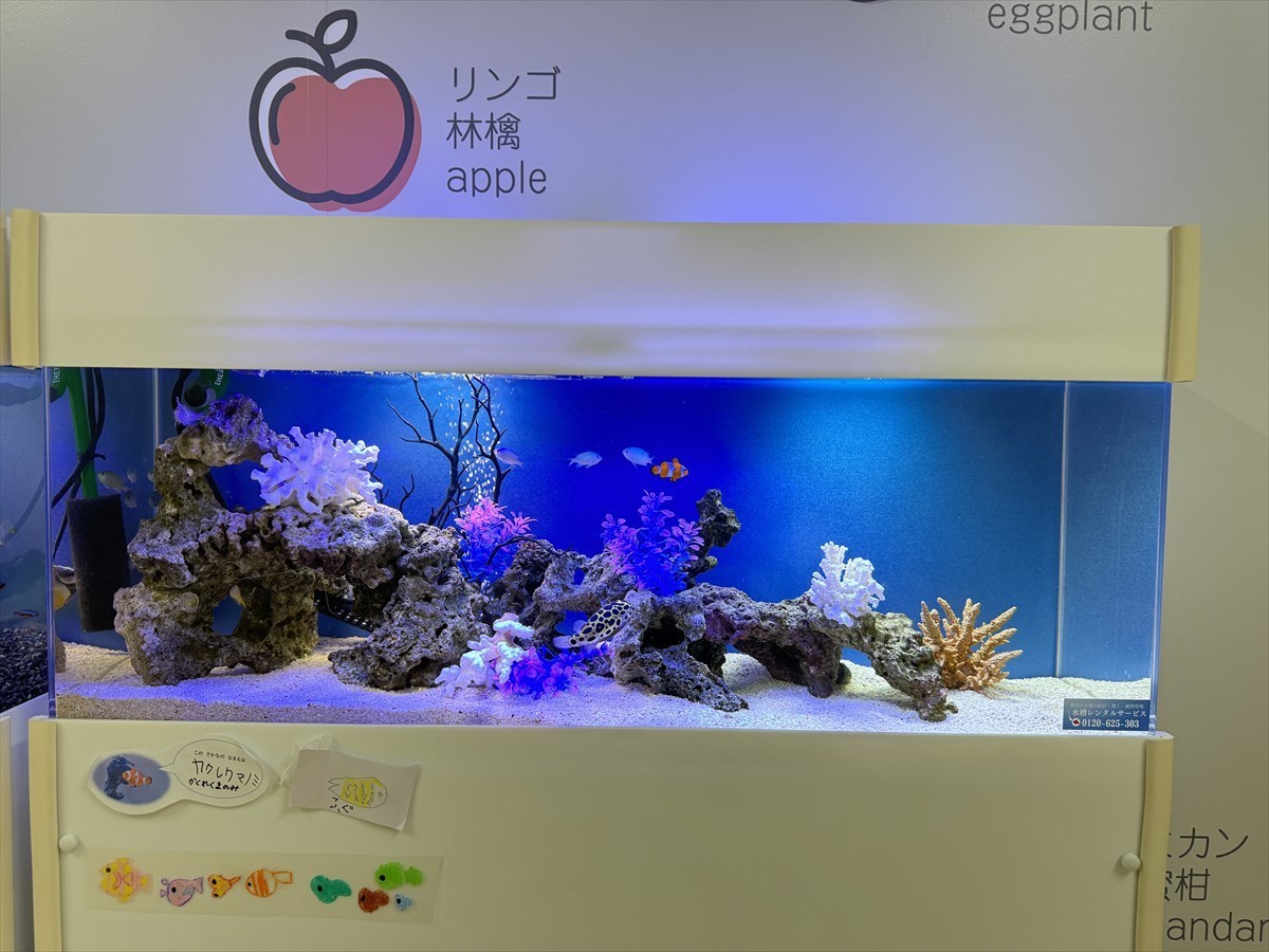 海水魚水槽　レンタル
