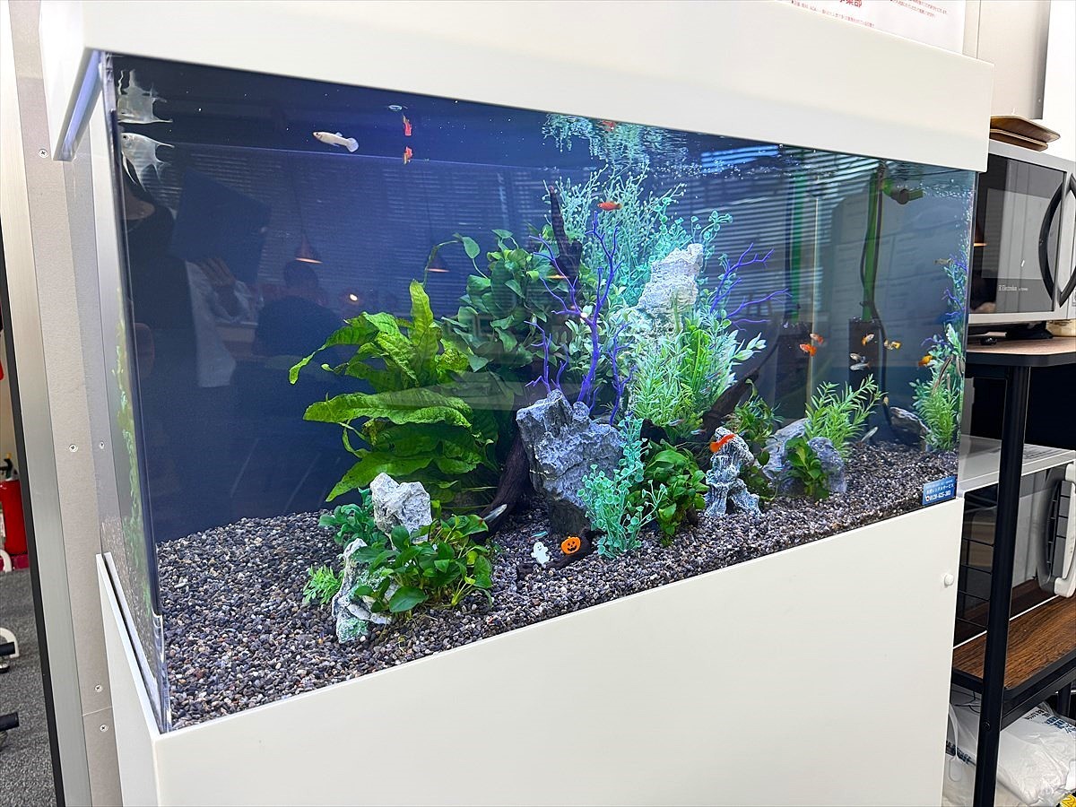 熱帯魚水槽　レンタル導入