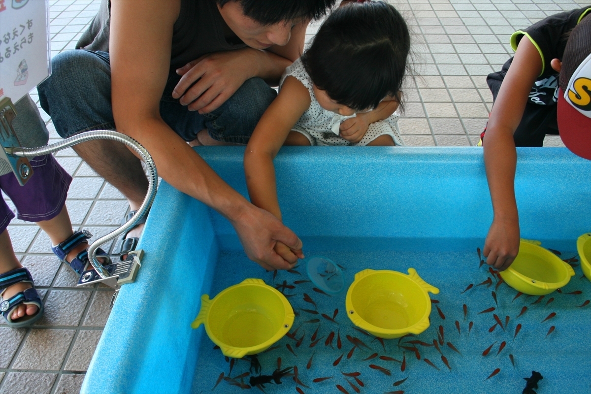 夏のイベント　金魚すくい