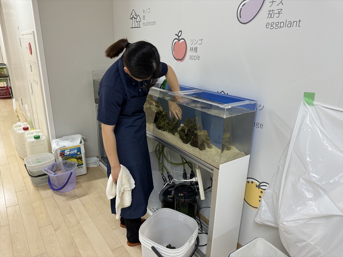 水槽　ライブロック