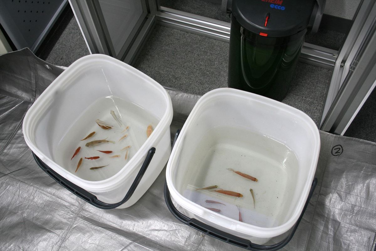 スタンバイ　熱帯魚