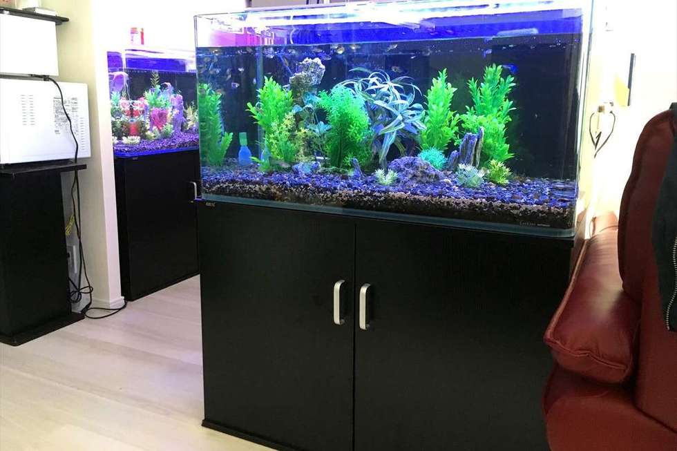 個人宅への熱帯魚水槽導入例 アクア総合企画mukasa 個人宅への熱帯魚水槽導入例 アクア総合企画mukasa