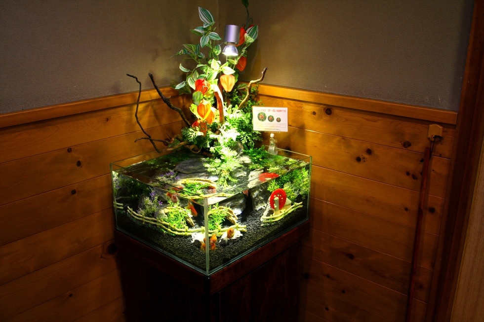 日本の風情 金魚水槽 で和空間を 水槽レンタルサービス