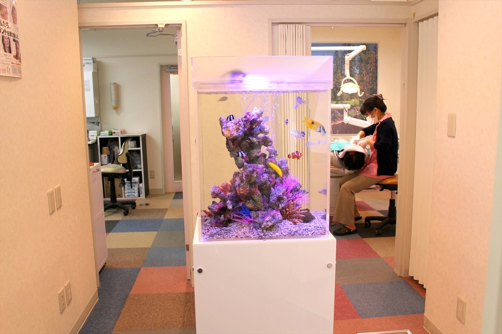 スタイリッシュなキューブ水槽 水槽レンタルサービス